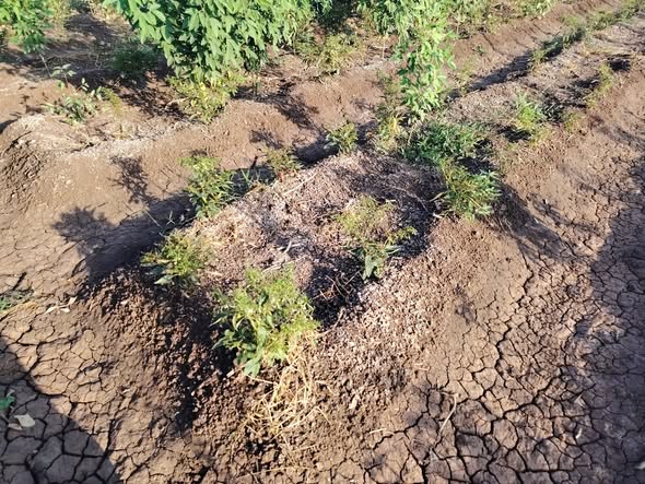 السلام عندي الفلفل في عمر شهرين
ورشيت كل من
الحشري والفطري
والحال في حالو
ما المشكله